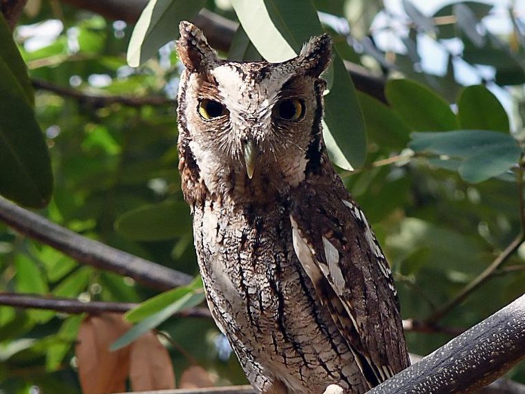 Búho (Bubo virginianus) posado en una rama, fauna de El Ávila