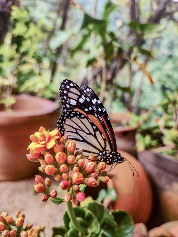 Fauna de Galipán